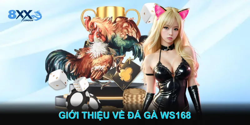 Giới Thiệu Về Đá gà WS168 Giới Thiệu Về Đá gà WS168