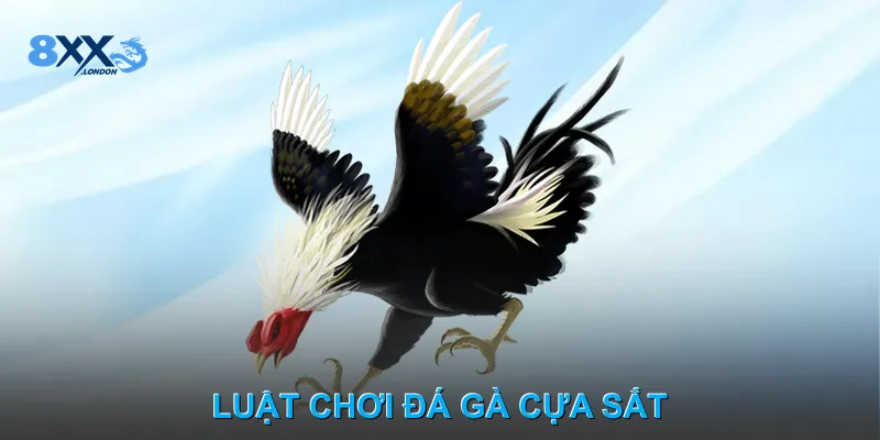 Luật chơi Đá gà cựa sắt Luật chơi Đá gà cựa sắt