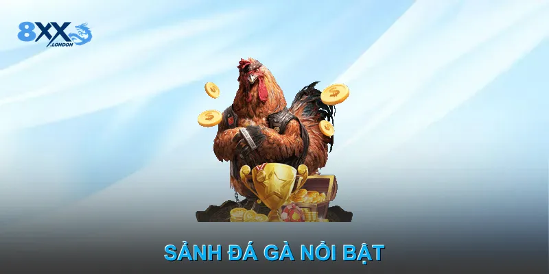 Sảnh đá gà nổi bật Sảnh đá gà nổi bật